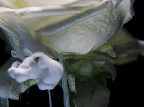 Sydney Motion Director Ted O